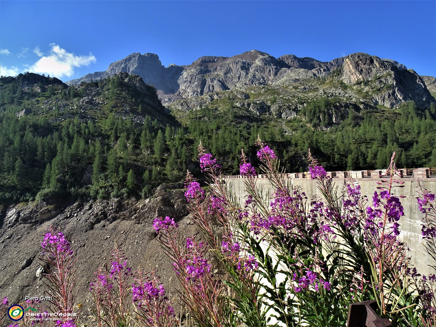 13 Rossi fiori di Epilobium angustifolium (Camenerio) con vista sulla diga e verso il Cabianca.JPG